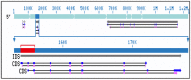 Figure 4.2. Organization of the human iduronate 2-sulfatase gene.