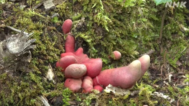 猛毒キノコ「カエンタケ」山梨で確認 “絶対に触るな食べるな”