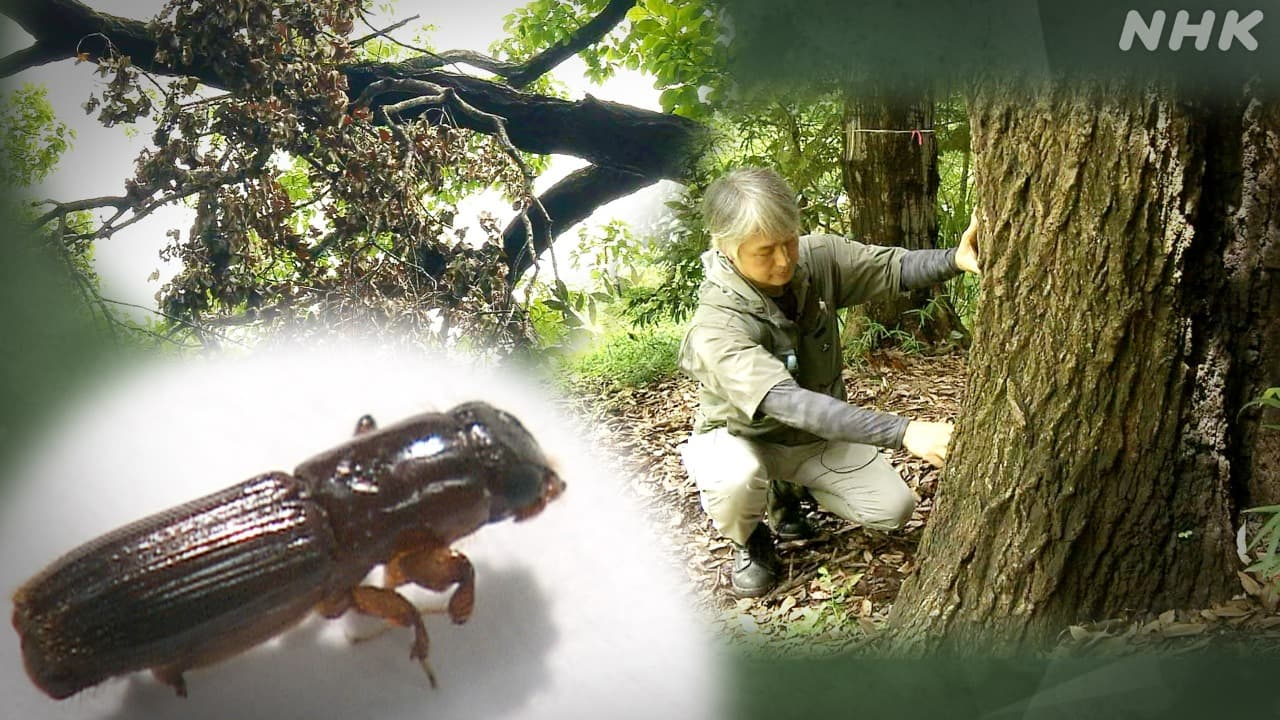 カブトムシの仲間だけど厄介者～東京の公園に大量発生のなぜ 虫とは無縁だった記者が取材してみた