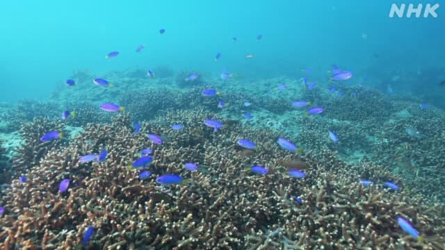 これが東京湾！？ サンゴは忍び寄る温暖化の危機か 潜ってみた