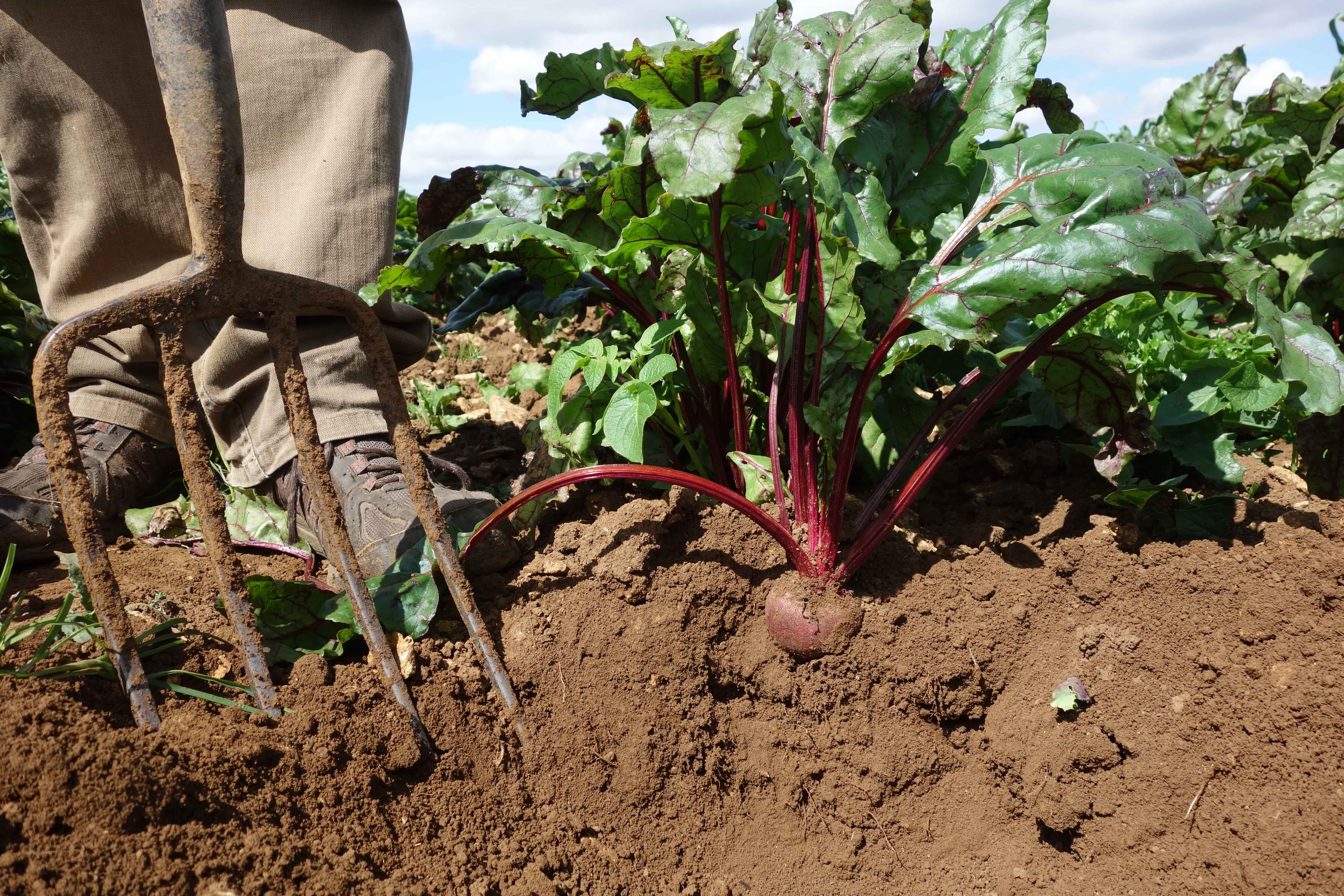 beetroot in soil