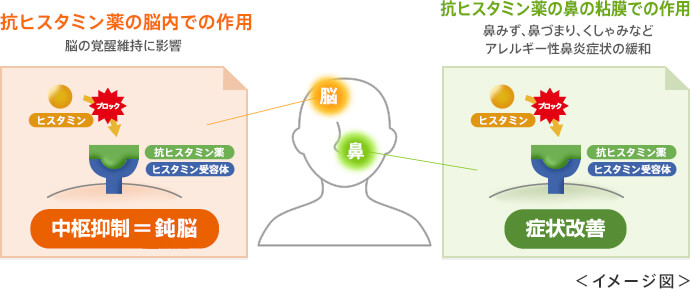 部位による、抗ヒスタミン薬の作用の違い