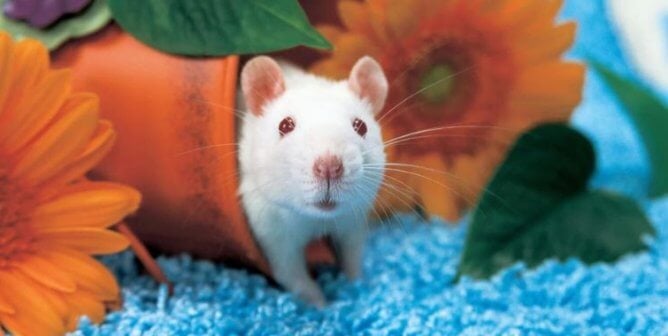 white rat in flower pot