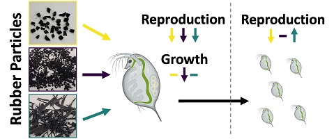 Schematic showing the testing of Daphnia with different types of rubber.