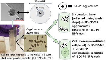 Schematic of Pd@polymer nanoplastics in solution phase and cell samples after exposure.