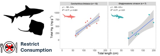 Composite picture showing silhouettes of elasmobranchs and two graphs correlating increased Hg presence with length of subject.