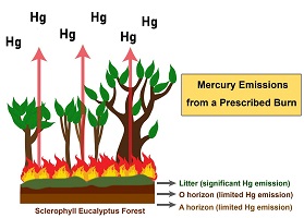 A labelled diagram of a sclerophyll Eucalyptus forest on fire releasing mercury into the atmosphere.