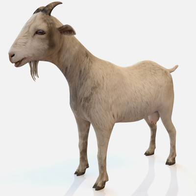 White Goat 3D Model