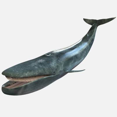 Blue Whale