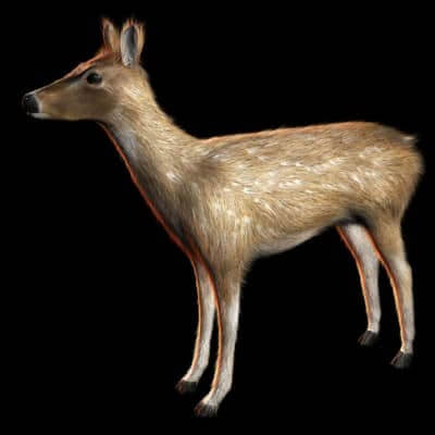 Deer 3D Model