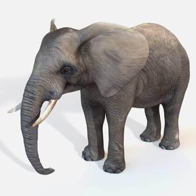 Elephant 3D Model