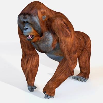 Orangutan 3D Model