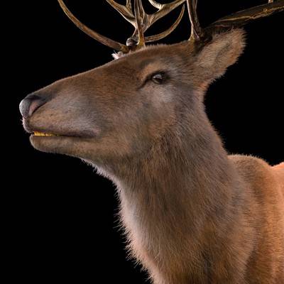 Stag with Fur 3D Model