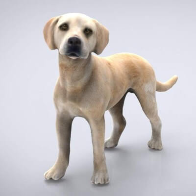 Labrador 3D Model