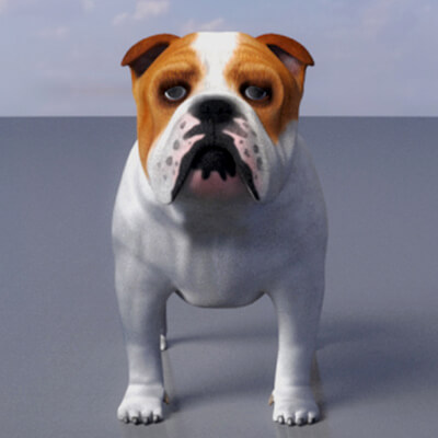 Bulldog Animal