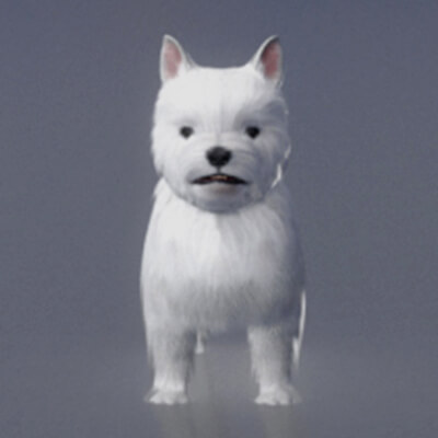 White Terrier Dog