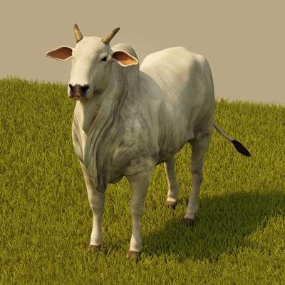 Cattle 3D Model