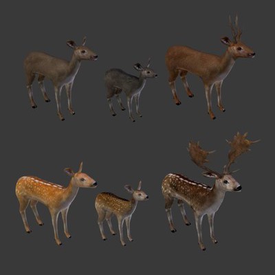 Deer Collection 3D Model