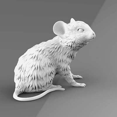 Mouse 3D Model