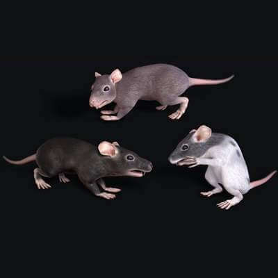 Common Rat 3D Model