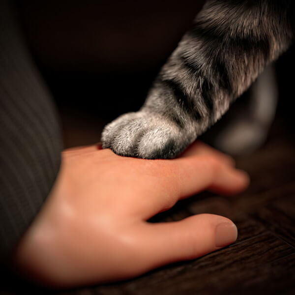 Cat paw Love