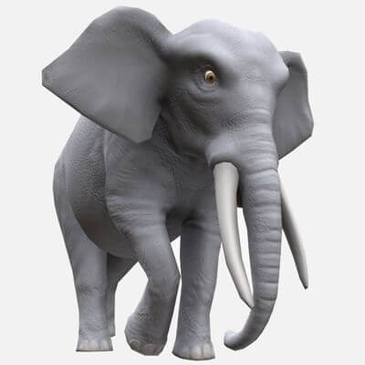 Elephant 3D Model