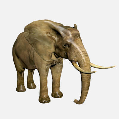 Elephant (Jungle) 3D Model