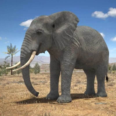 African Elephant 3D Model