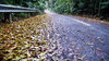 Fallen Leaves 1