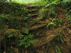 Natur Treppe