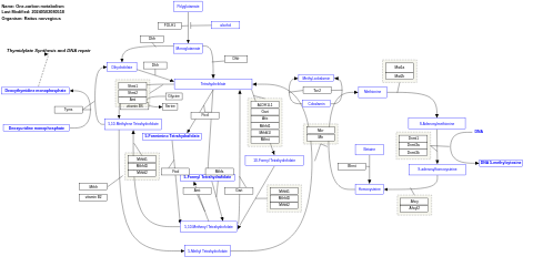 One-carbon metabolism