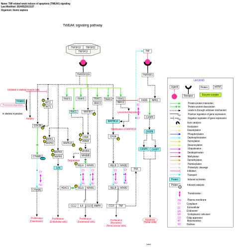 TNF-related weak inducer of apoptosis (TWEAK) signaling