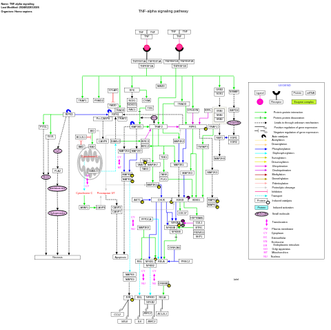 TNF-alpha signaling