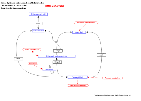 Synthesis and degradation of ketone bodies