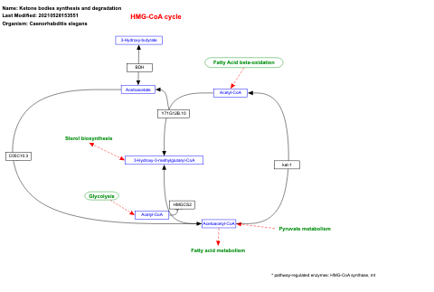 Ketone bodies synthesis and degradation