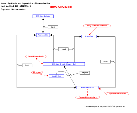 Synthesis and degradation of ketone bodies