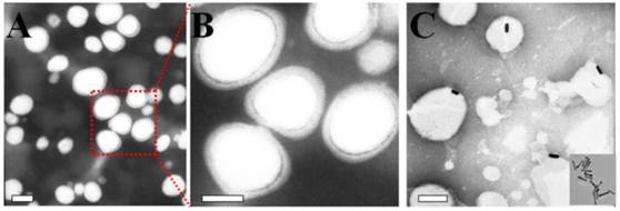 Theranostics Image