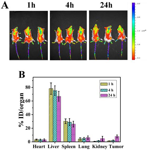 Theranostics Image