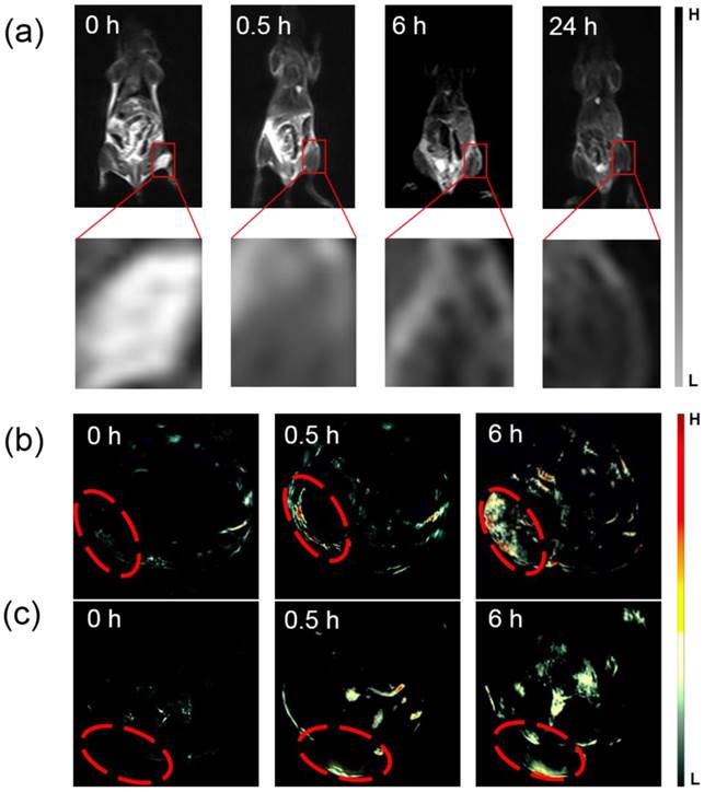 Theranostics Image