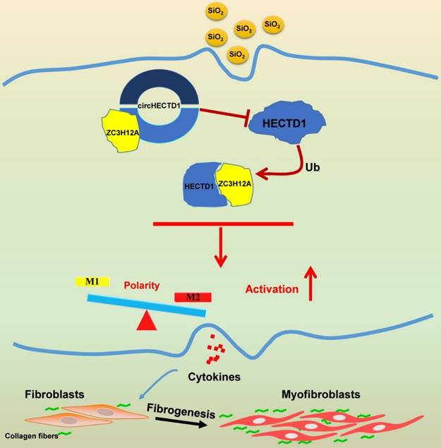 Theranostics Image