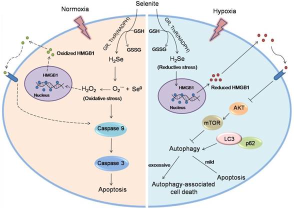 Theranostics Image