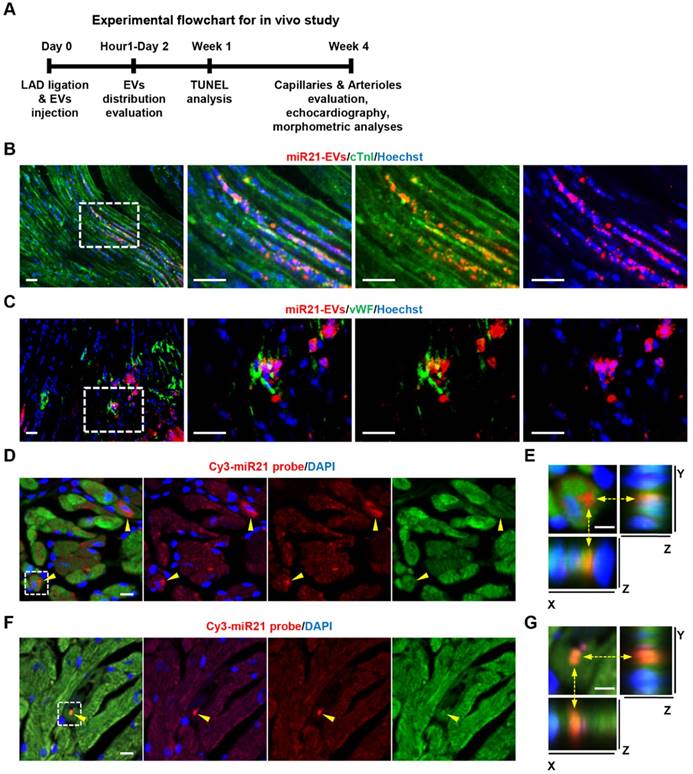 Theranostics Image