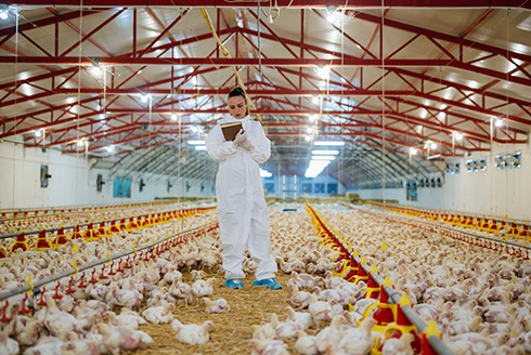 Researchers in a chicken farm