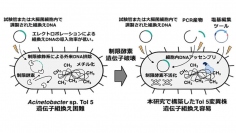 今回の研究成果の概要（画像:名古屋大学の発表資料より）