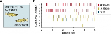 Araを働かなくしたメダカのオスは、他のオスに盛んに求愛する。（画像: 東京大学の発表資料より）