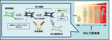 SGLT-2阻害薬が老化細胞を除去するメカニズム（画像: 順天堂大学の発表資料より）