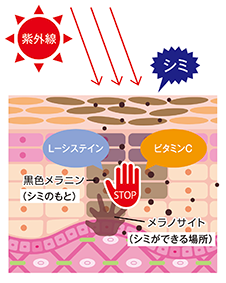 紫外線などの刺激を受けると、表皮の奥にあるメラノサイトに指令がでて、シミの原因になる黒色メラニンが作られます。L-システインとビタミンCが協力し、黒色メラニンの生成を抑えます。