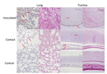 Thumbnail of Detection of viral antigens in the respiratory tract of cats inoculated with equine influenza A(H3N8) virus and from a contact cohort. For each tissue type, the left column shows incubation with a monoclonal antibody against equine influenza virus hemagglutinin and the right column shows hematoxylin and eosin staining. Arrows indicate detection of viral antigen (hemagglutinin) expression (brownish staining).