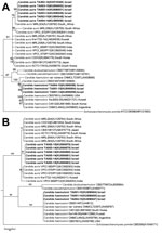 Thumbnail of Phylogenetic relationships of Candida auris and C. haemulonii strains isolated in Tel Aviv, Israel, compared with reference strains. Phylogenetic trees were generated from internal transcribed spacer (A) and D1/D2 domain of the ribosomal DNA large subunit sequences (B). The percentage of replicate trees in which the associated taxa clustered together in the bootstrap test (500 replicates) is shown next to each branch. Bold indicates strains from Tel Aviv. GenBank accession numbers a