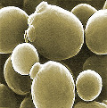 Image of Saccharomyces cerevisiae organism